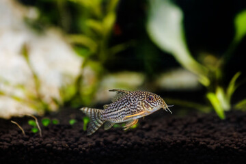 Corydoras sterbai - Sterba's Cory fish