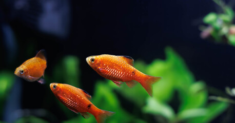 Rosy Barb (Red Barb) freshwater fish in aquarium - Puntius conchonius