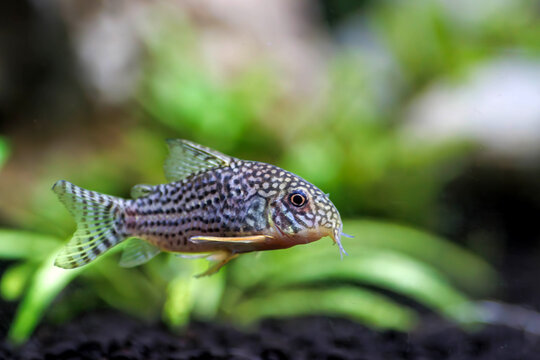 Corydoras sterbai - Sterba's Cory fish