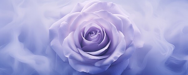 Floral background with beautiful purple rose on light violet background. Love concept. Flower for...