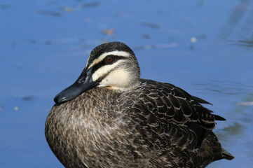 Close up portrait of a pacific black duck bird next to a lake of water