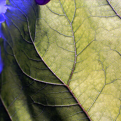 leaf texture