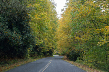Fototapeta premium road in autumn forest