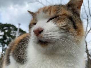 close up of a cat