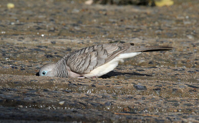 Peaceful dove pigeon bird having a drink on a concrete path