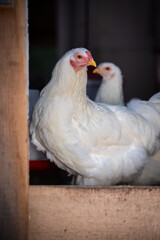 Back yard chicken - chantecler 