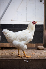 Back yard chicken - chantecler 