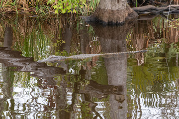 A Cypress Tree Reflected in the Water of Maurepas Swamp in Autumn, While an Adult Alligator Floats By Silently,  Louisiana, USA
