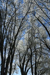 Towering cherry trees in the spring