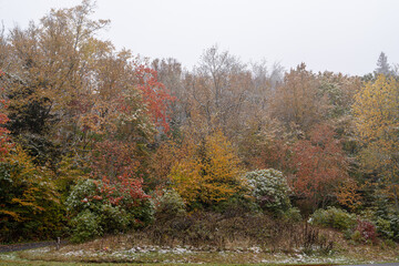 Autumn trees in the mild fog