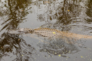 Adult Alligator Floating in the Muddy Maurepas Swamp Water, Louisiana 