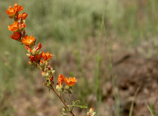 Globemallow Flowers Bloom In Zion