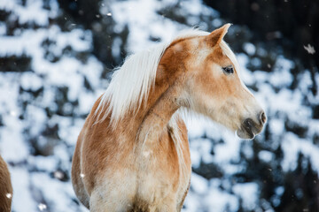portrait of a horse in winterlandscape in alps