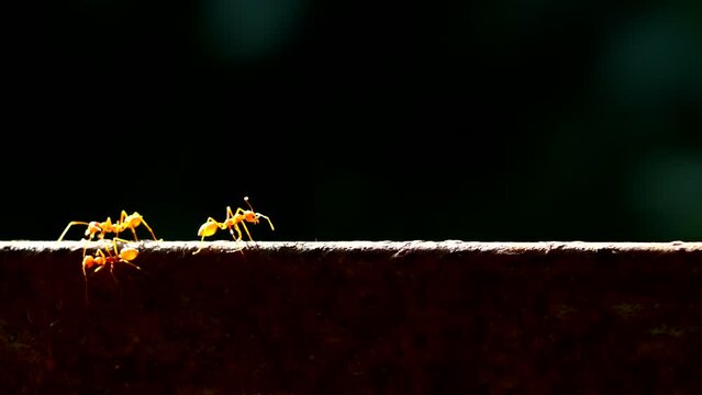 Ants are climbing on the wall, out door Chiangmai Thailand.