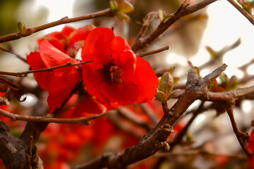 Flores de Mendoza, Argentina. Parque San Martin