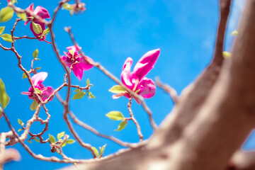 Fototapeta premium Flores de Mendoza, Argentina. Parque San Martin
