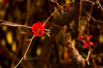 Flores de Mendoza, Argentina. Parque San Martin