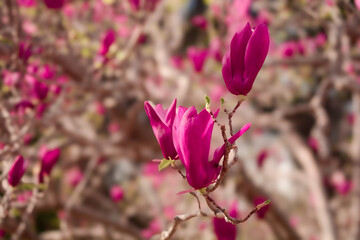 Obraz premium Flores de Mendoza, Argentina. Parque San Martin
