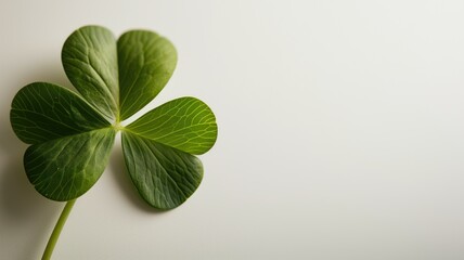A single clover on a white background