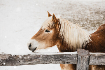 portrait of a horse in winter 
