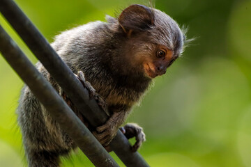 Rio de Janeiro, RJ, Brazil, 01/07/2024 - Common marmosets, Callithrix jacchus, playing in the trees and each other at the State Park of Grajau, an Atlantic Forest reserve