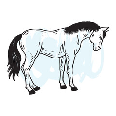 Horse hand drawing illustration vector