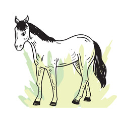Horse hand drawing illustration vector