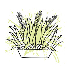 House plant hand drawn illustration vector