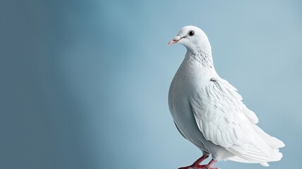 White dove standing on a reflective surface with blue background