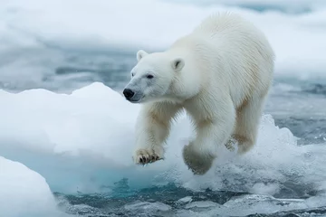 Fotobehang the polar bear walks through the water on arctic ocean © KeepStock