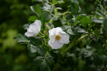 White rosa canina in the garden