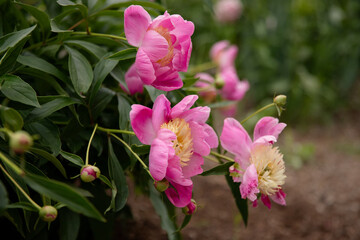 Beautiful pink peony flowers 