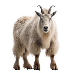 Portrait of a white mountain goat isolated on transparent background