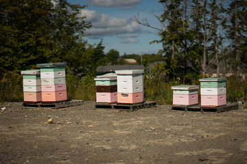 Bee Keeping
