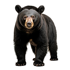 Fototapeta premium Full body portrait of a big black bear, isolated on transparent background