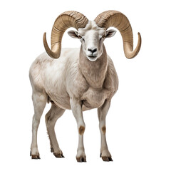 Portrait of a dall sheep or mountain sheep with big horns, isolated on white background