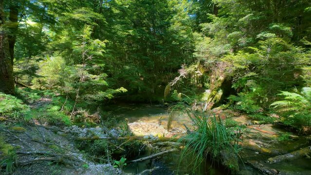 New Zealand stream and birds in native bush. Southern Beech forest in the Kaimanawa Ranges, central North Island. Toetoe plant in foreground. Light shining through trees. Beautiful nature.
