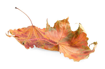 Autumn season. Dry maple leaves isolated on white