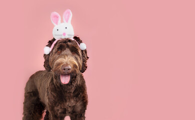 Happy dog with easter rabbit hat on colored background. Cute fluffy puppy dog wearing a bunny rabbit headband for easter party event. Female Labradoodle, 1 year old. Selective focus. Pink background.
