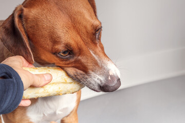 Dog biting on chew bone while pet owner tried to take it away. Puppy dog resource guarding...