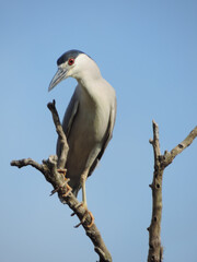 Garça empoleirada