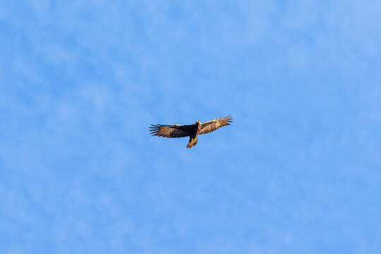 Golden Eagle in Los Olivos California Santa Barbara County Wildlife