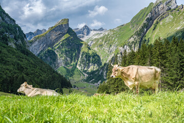 Fototapeta na wymiar Cows relax in a sunny day on a picturesque meadow by an alpine lake in a green valley with a mountain peak in the background. Seealpsee, Säntis, Wasserauen, Appenzell, Switzerland.