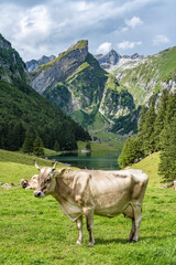 Fototapeta na wymiar Cow stands on a picturesque meadow by an alpine lake in a green valley with a mountain peak in the background. Seealpsee, Säntis, Wasserauen, Appenzell, Switzerland.