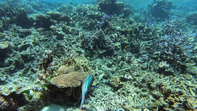 Snorkeling and following Parrotfish in Australia Barrier Reef. Scuba Diving