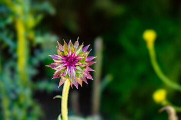 flowers of bariloche argentina in closeup