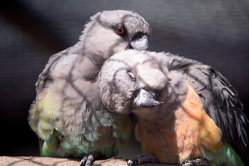 The red-bellied parrot is a small African parrot It is a mostly greenish and grey parrot. Males have a bright orange belly and females have a greenish belly © susan flashman