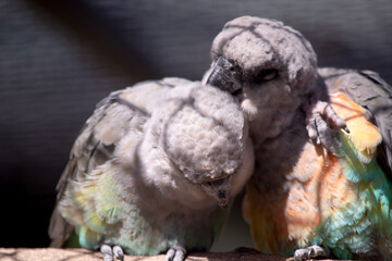 The red-bellied parrot is a small African parrot It is a mostly greenish and grey parrot. © susan flashman