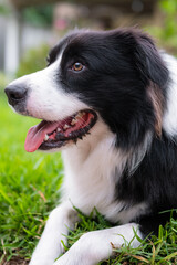 Border Collie puppy. Portrait of a dog resting on the grass in the park. Tired canine lying