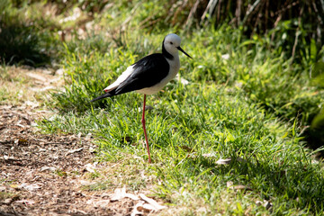 the black winged stilt is a black and white seabird with pink legs.
